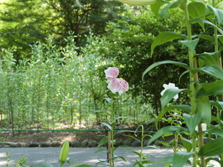 公園の花壇で咲いているユリの花