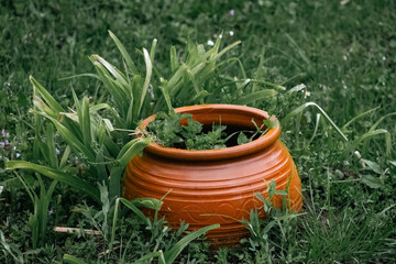 Terracotta garden pot with fresh green plants, surrounded by grass and wild leaves in a natural...