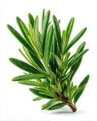 Fototapeta premium Fragrant Rosemary Herb: Mediterranean Green Foliage for Culinary Delight and Health Benefits