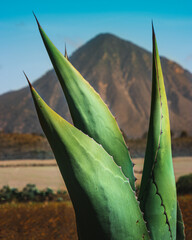 Agave Plant Close-Up with Mountain in the Background under Clear Blue Sky