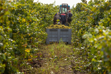 Vineyard workers manually harvest ripe white grapes into large bins, with a tractor in the...