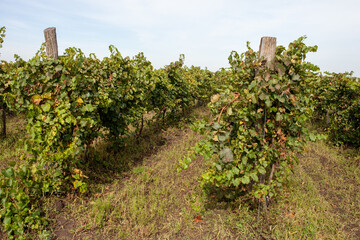 Rows of grapevines, vibrant with green leaves and supported by wooden posts, stretch across a...