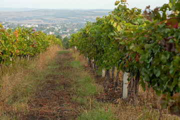 Rows of grapevines, vibrant with green leaves and supported by wooden posts, stretch across a...