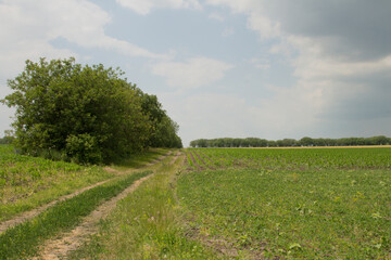 A dirt road with grass and trees