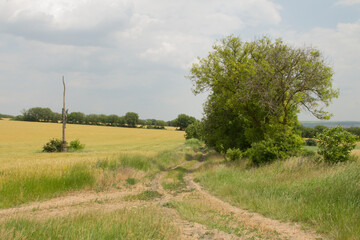 A dirt road with trees and grass