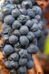 Close-up of ripe, dark red wine grapes, possibly Pinot Noir or a similar varietal, hanging heavy on the vine in a vineyard, ready for harvest, symbolizing winemaking and autumn abundance.
