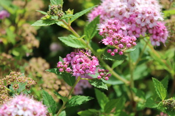 Close-up of an insect sitting on a pink flower