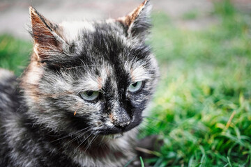 Furry tortoiseshell cat resting on green grass during a sunny day in a serene environment
