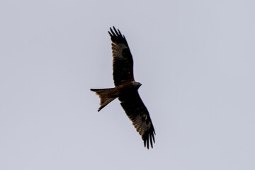 Black Kite in Flight with Open Wings Against Clear Sky