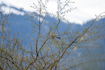 Eurasian Jay Perched Among Budding Spring Branches with Snowy Mountain Background
