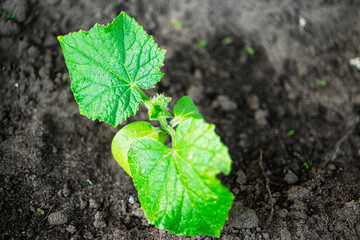 Healthy cucumber seedling growing in rich soil under bright sunlight in a home garden