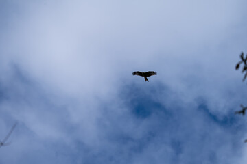 Bird Soaring in Cloudy Sky – Atmospheric Wildlife Silhouette with Moody Sky Background