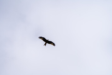 Solitary Bird Gliding in the Sky – Minimal Wildlife Silhouette with Soft Cloud Background