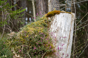 Tree Stump Covered in Moss and Wild Heather Flowers in Forest