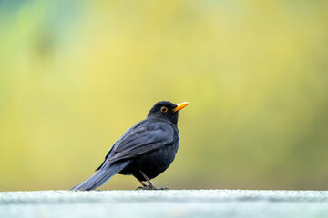 Male Blackbird Standing on Surface with Soft Green Background