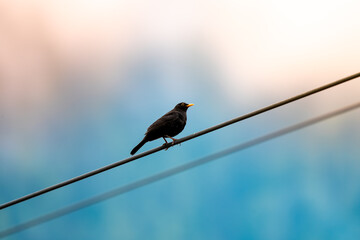 Male Blackbird Perched on Power Line with Colorful Background