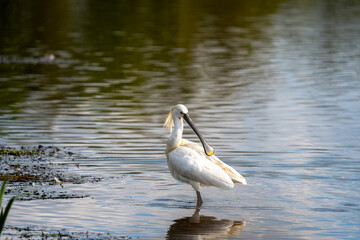 Eurasian Spoonbill Grooming Its Feathers While Standing in Shallow Water at Wetland Edge