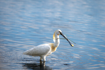 Eurasian Spoonbill Wading in Water with Distinctive Spatula-Shaped Bill