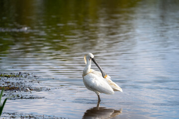 Eurasian Spoonbill (Platalea leucorodia) Grooming Feathers While Standing in Water – Wildlife Photography from the Netherlands
