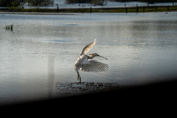 Eurasian Spoonbill Landing Gracefully in Shallow Water at Sunset