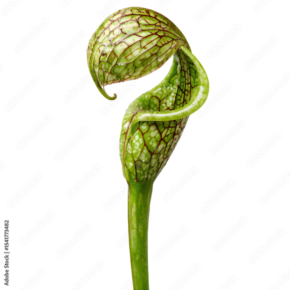 Poster close-up of a unique green pitcher plant showcasing intricate patterns and textures against a plain 