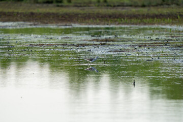 Common Greenshank Wading in Shallow Wetland Water