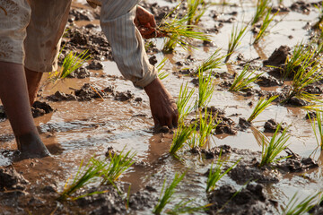 Farmer's hands meticulously plant vibrant green rice seedlings in a flooded paddy field, showcasing...