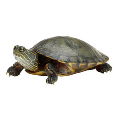 Obraz premium A detailed view of a turtle resting on a smooth surface, showcasing its vibrant shell and intricate patterns