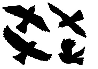 flying bird silhouette in transparant background