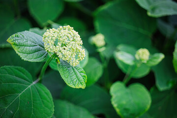 Close-up view of blooming green flower buds among lush green leaves in a tranquil garden during daylight