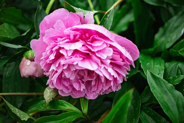 Pink peony blooming among lush green leaves in a vibrant garden during springtime