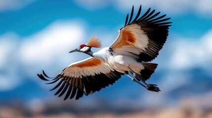 Fototapeta premium A stunning view of a bird featuring a red crest soaring through a clear blue sky, showcasing its intricate wing patterns and vibrant colors against a soft cloud backdrop.