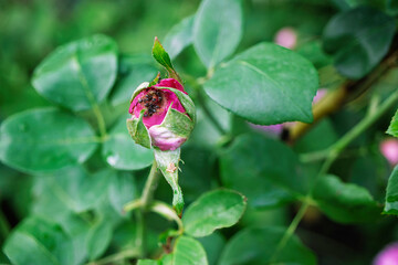 Close-up of a wilted rose bud surrounded by green leaves in a garden during spring