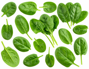 Fototapeta premium Fresh, Vibrant Spinach Leaves A Healthy Collection Isolated on White Background