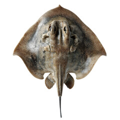 Obraz premium A close-up view of a stingray showcasing its unique shape and texture against a plain background