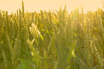 Golden wheat field sunrise, Abundant harvest, symbol nature's bounty, rural landscape, agricultural...