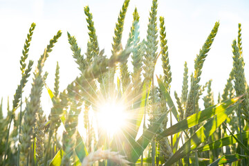 Golden wheat field sunrise, Abundant harvest, symbol nature's bounty, rural landscape, agricultural...