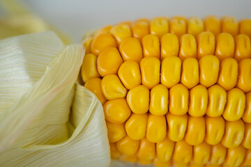 Golden corn kernels on ripe cobs, natural detail, healthy eating, rustic crop, fresh from field,...
