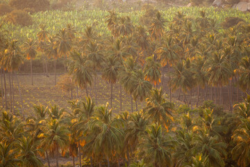 Expansive aerial view of a dense palm tree plantation bathed in warm golden hour light, with...