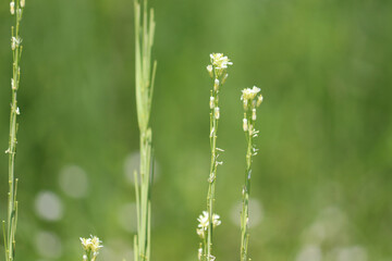 Flowers of Tower Mustard (Turritis glabra, syn. Arabis glabra) in wild