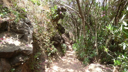beautiful view of the forest.Hiking trail through a forest in Tenerife, Canary Islands