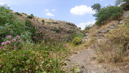 landscape of a mountain valley.Mountain landscape with green trees and bushes on a sunny summer day. Israel.