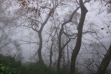 tree in fog