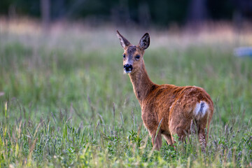roedeere