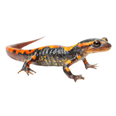 Obraz premium Vibrant orange and black lizard posing on a white background, showcasing its unique patterns and colors