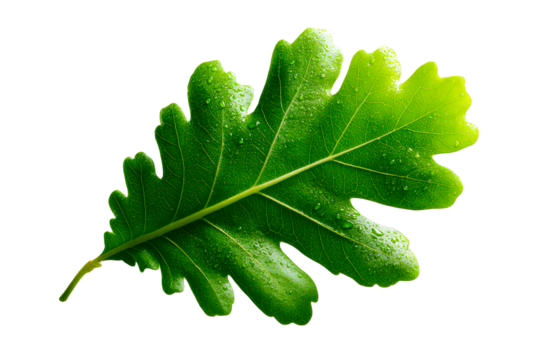 Close up of a fresh green oak leaf with water droplets