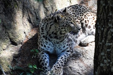 Leopard resting in dappled shade on forest floor