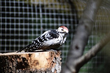 Woodpecker perched on tree stump inside an enclosure