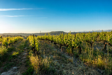 Early Morning Light Over Vineyard in Elciego Surroundings, Rioja Alavesa, Basque Country, Spain