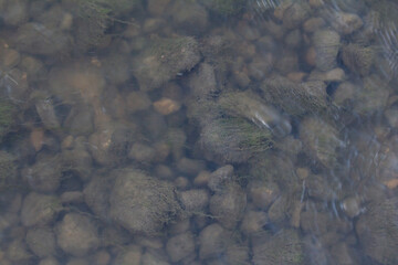  Close-up aerial view of a shallow riverbed or pond floor, revealing smooth, varied-sized stones and pebbles partially covered in vibrant green aquatic moss or algae. The water's surface shows subtle 